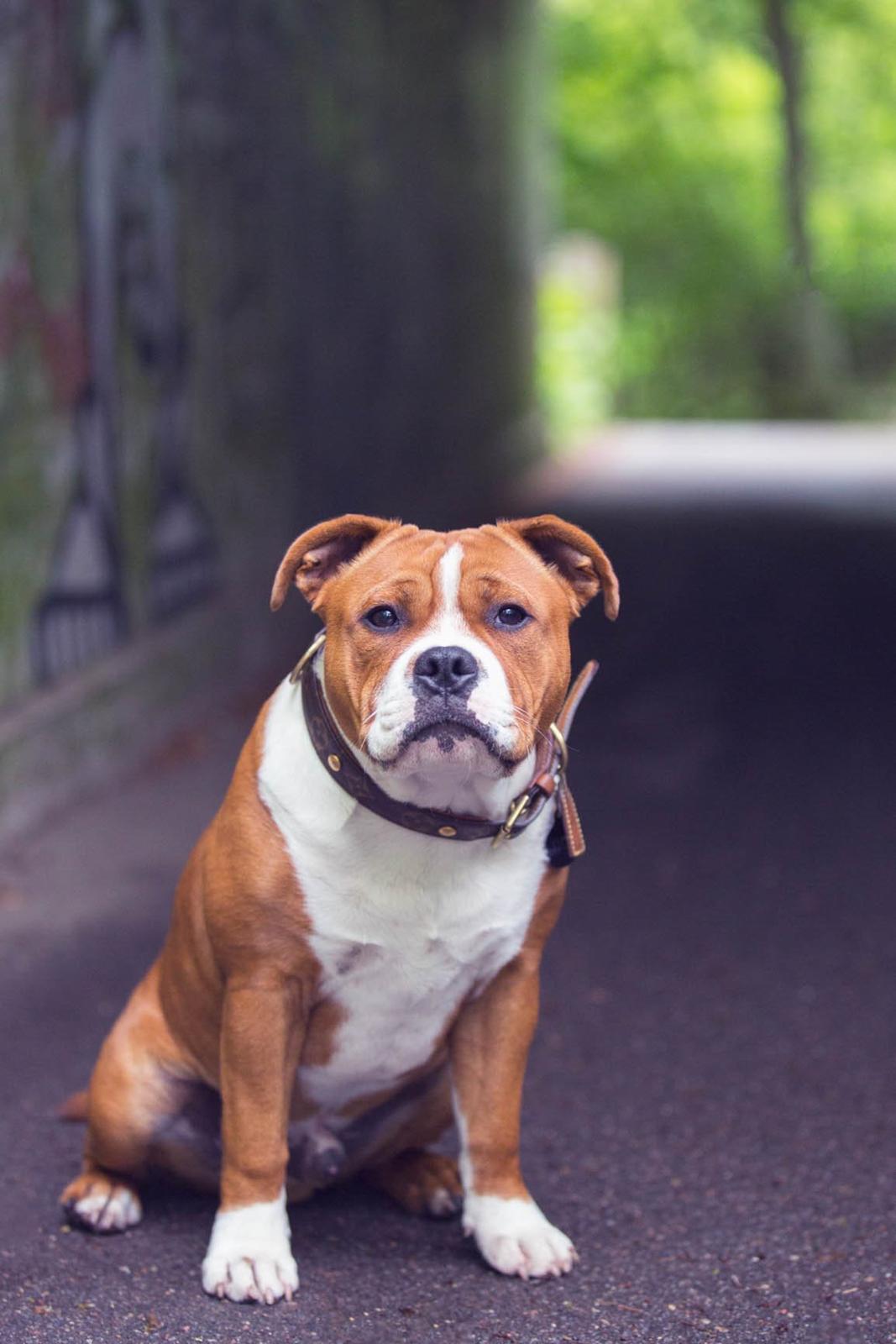 Staffordshire bull terrier Cedro *Himmelhund* Savner dig <3  billede 14