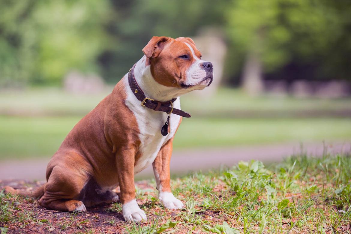 Staffordshire bull terrier Cedro *Himmelhund* Savner dig <3  billede 16
