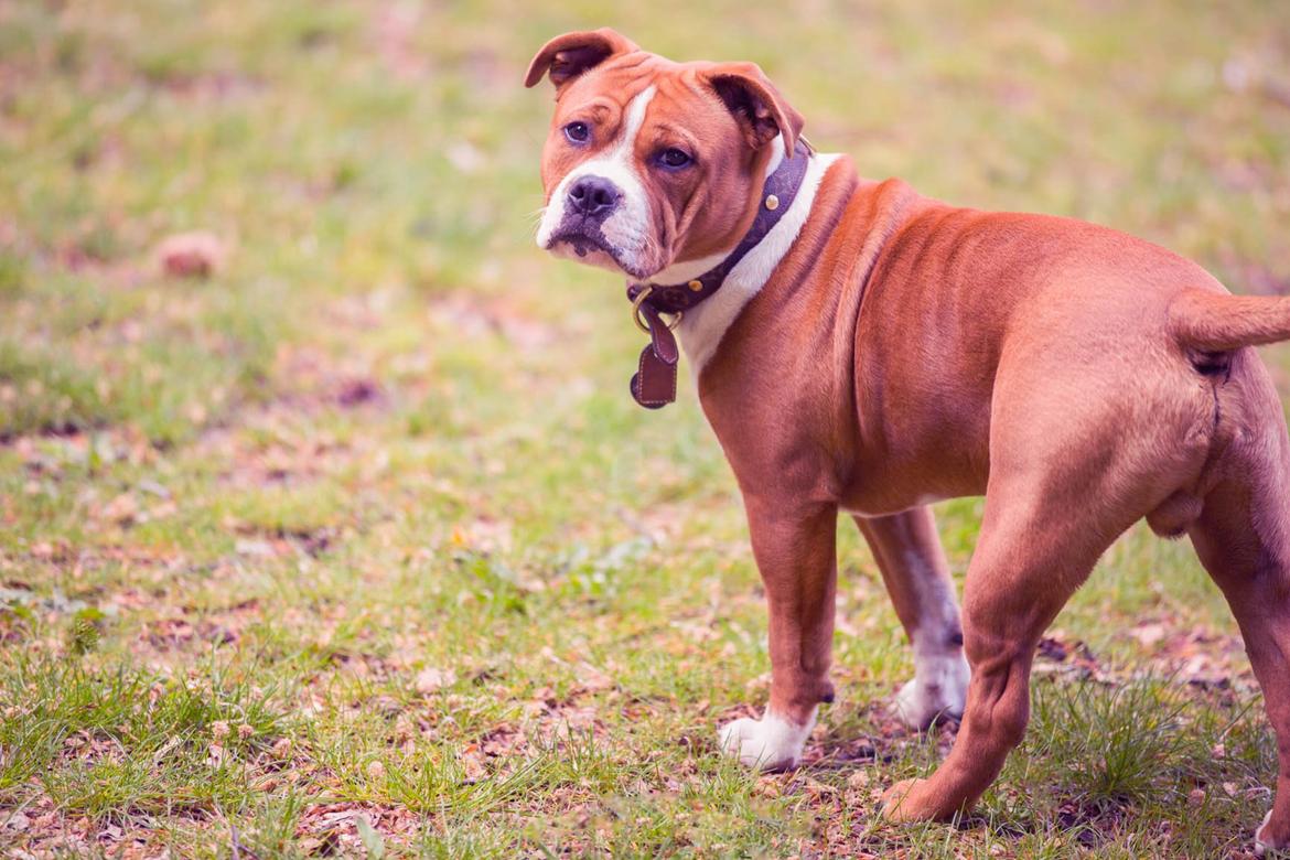 Staffordshire bull terrier Cedro *Himmelhund* Savner dig <3  billede 17