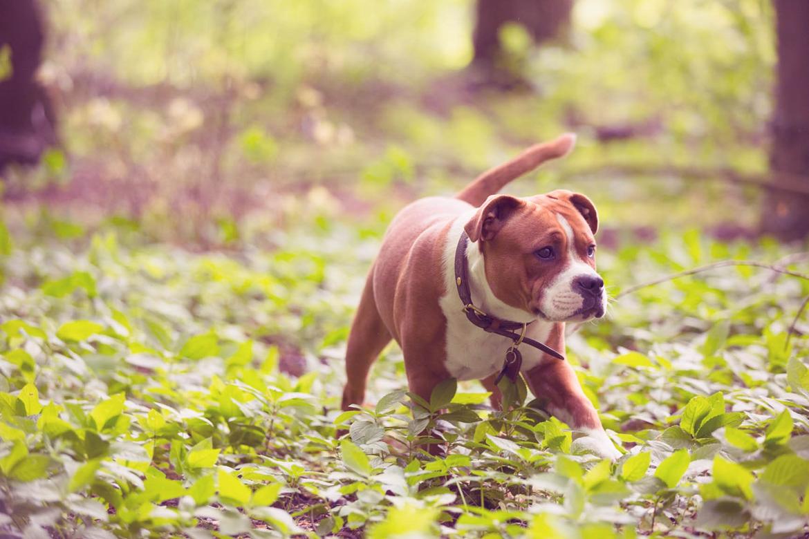 Staffordshire bull terrier Cedro *Himmelhund* Savner dig <3  billede 15