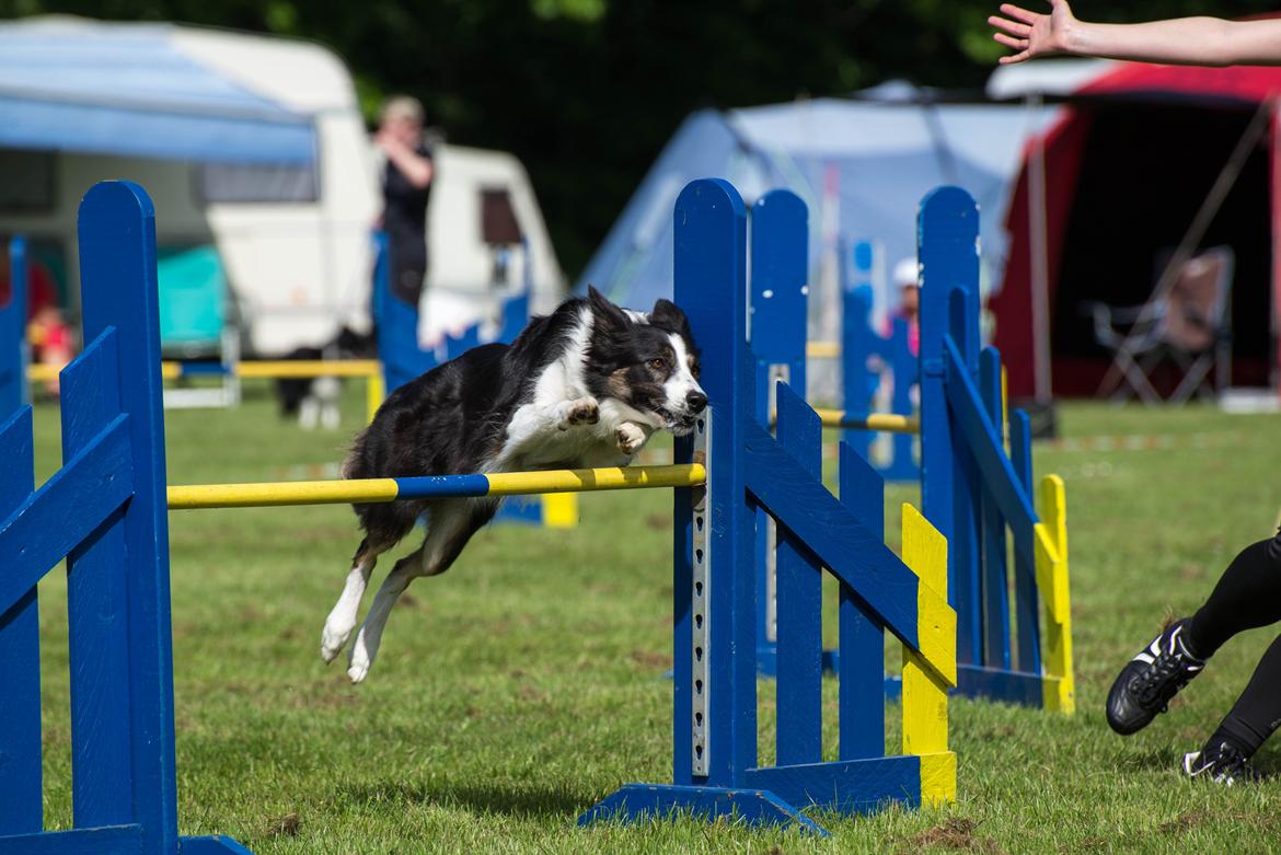 Border collie Laika - 3. pl ud af 85 hos DCH Løgumkloster d. 25/5- 2014! :-D billede 4