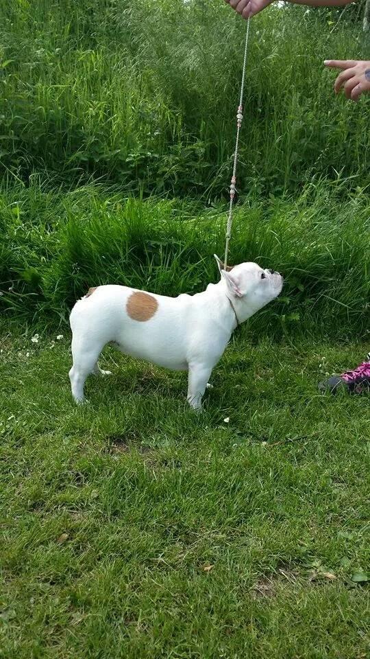 Fransk bulldog Bullystyle's Miss Personality billede 20
