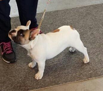 Fransk bulldog Bullystyle's Miss Personality billede 21