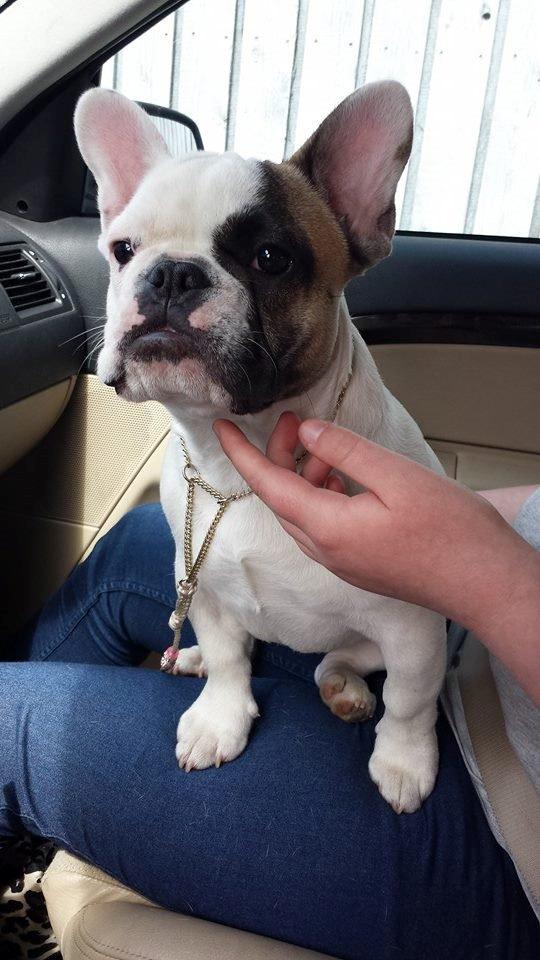 Fransk bulldog Bullystyle's Miss Personality billede 22