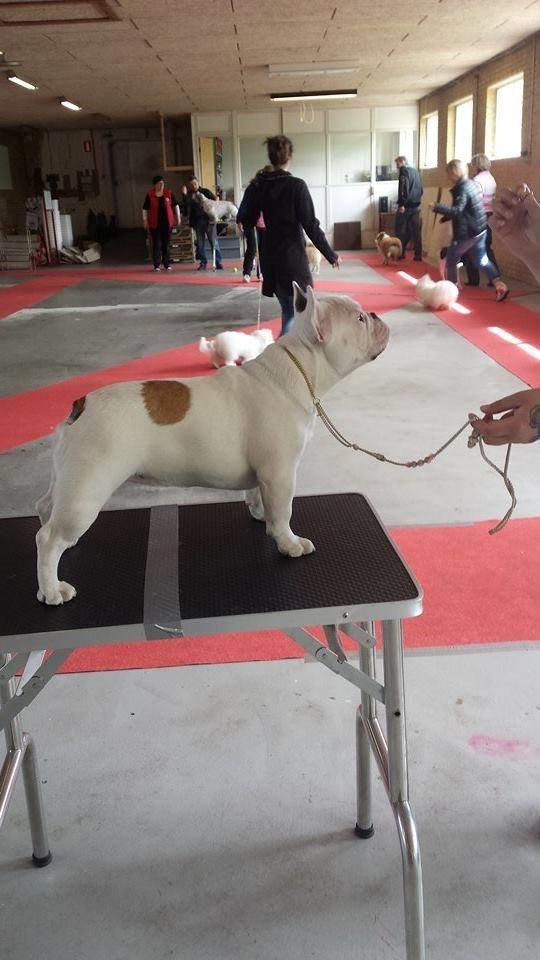 Fransk bulldog Bullystyle's Miss Personality billede 11