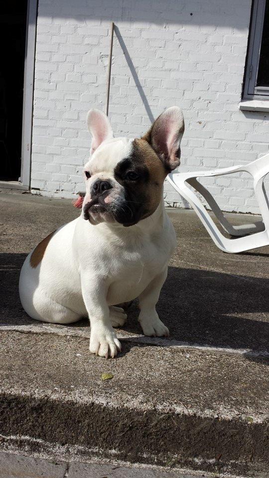 Fransk bulldog Bullystyle's Miss Personality billede 23