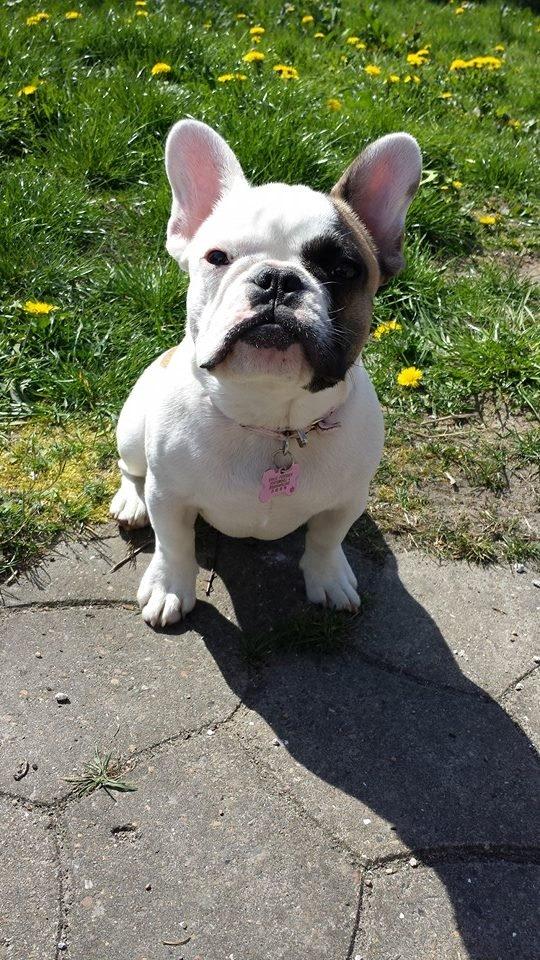Fransk bulldog Bullystyle's Miss Personality billede 24