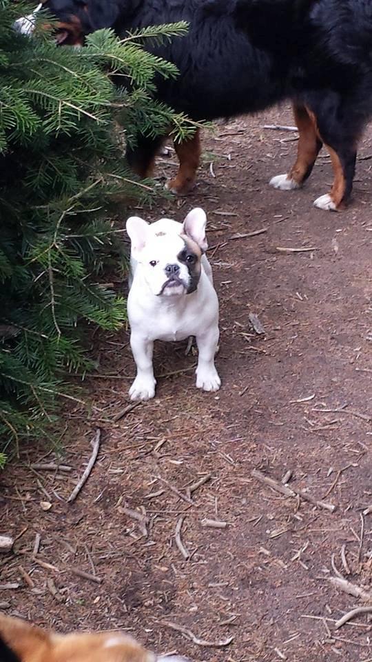 Fransk bulldog Bullystyle's Miss Personality billede 25