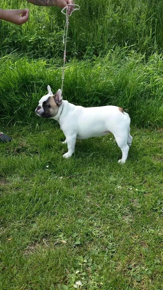 Fransk bulldog Bullystyle's Miss Personality billede 26