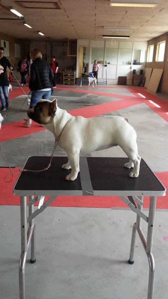 Fransk bulldog Bullystyle's Miss Personality billede 27