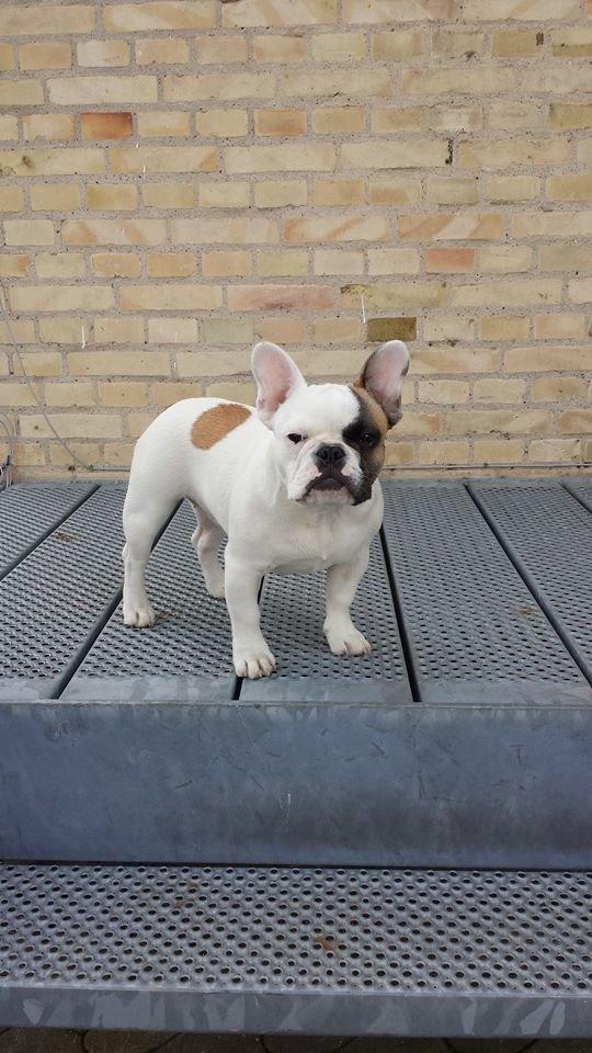 Fransk bulldog Bullystyle's Miss Personality billede 4