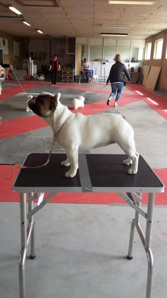 Fransk bulldog Bullystyle's Miss Personality billede 28