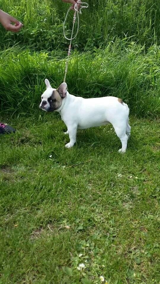 Fransk bulldog Bullystyle's Miss Personality billede 30