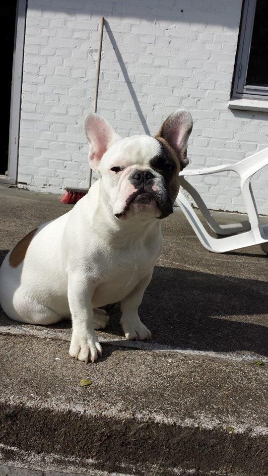 Fransk bulldog Bullystyle's Miss Personality billede 31