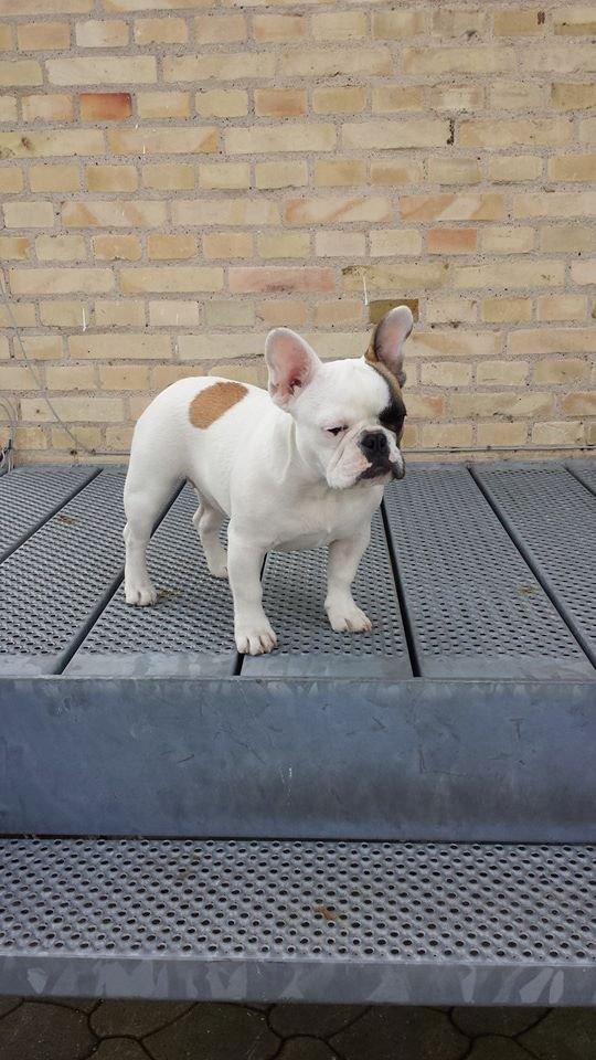 Fransk bulldog Bullystyle's Miss Personality billede 10