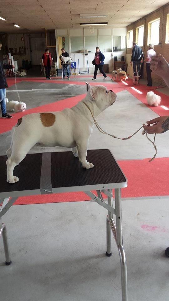 Fransk bulldog Bullystyle's Miss Personality billede 32