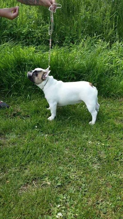 Fransk bulldog Bullystyle's Miss Personality billede 33