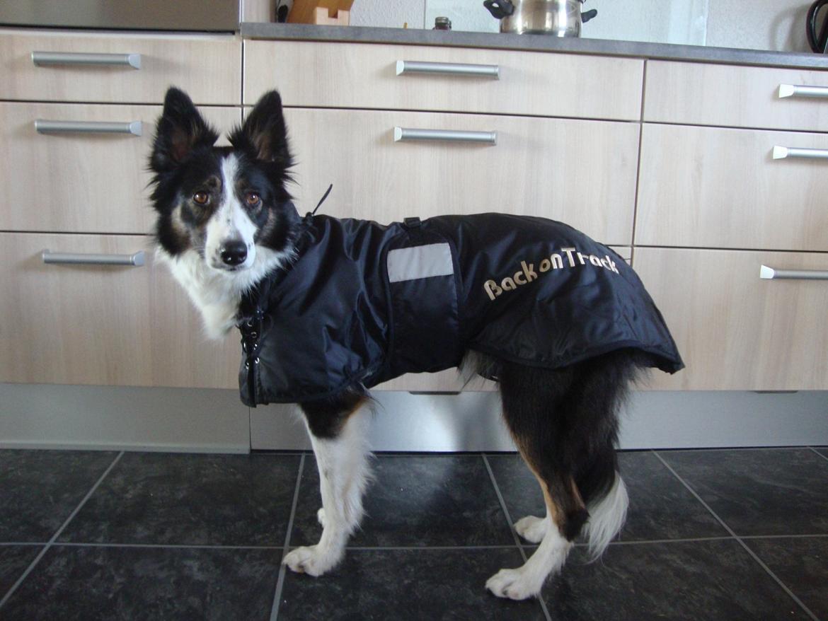 Border collie Laika - Laika klar til vinter med hendes nye dækken :) billede 28