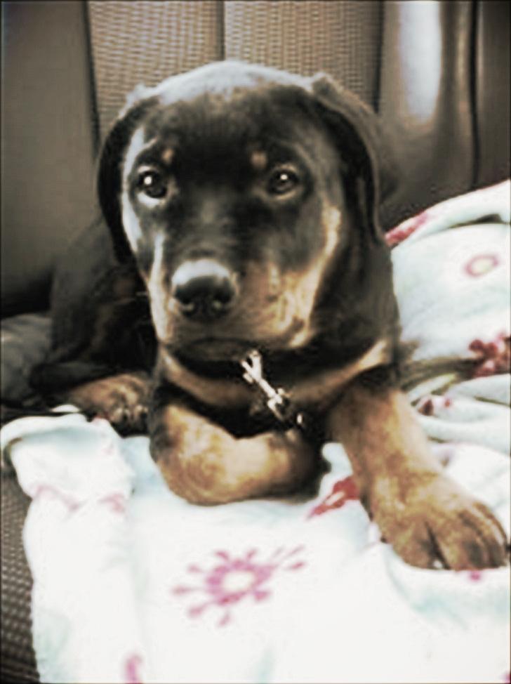 Rottweiler Abby SOLGT - Abby på biltur<3 billede 2