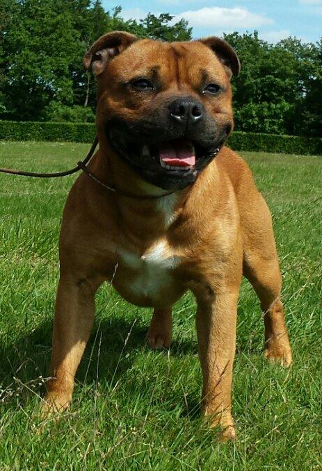 Staffordshire bull terrier Cooper billede 17