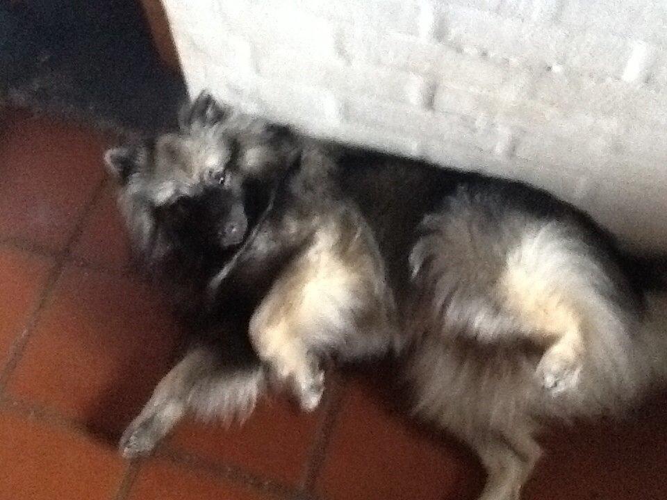 Keeshond Ofelia billede 1