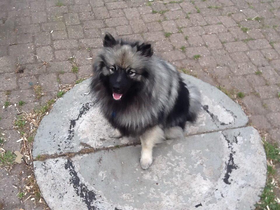Keeshond Ofelia billede 2