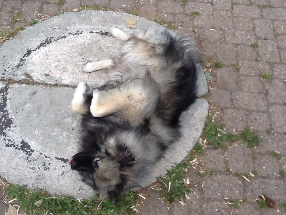 Keeshond Ofelia billede 3