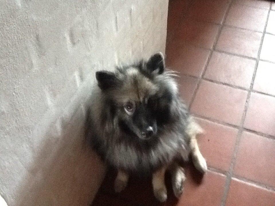Keeshond Ofelia billede 4