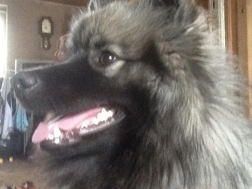 Keeshond Ofelia billede 5