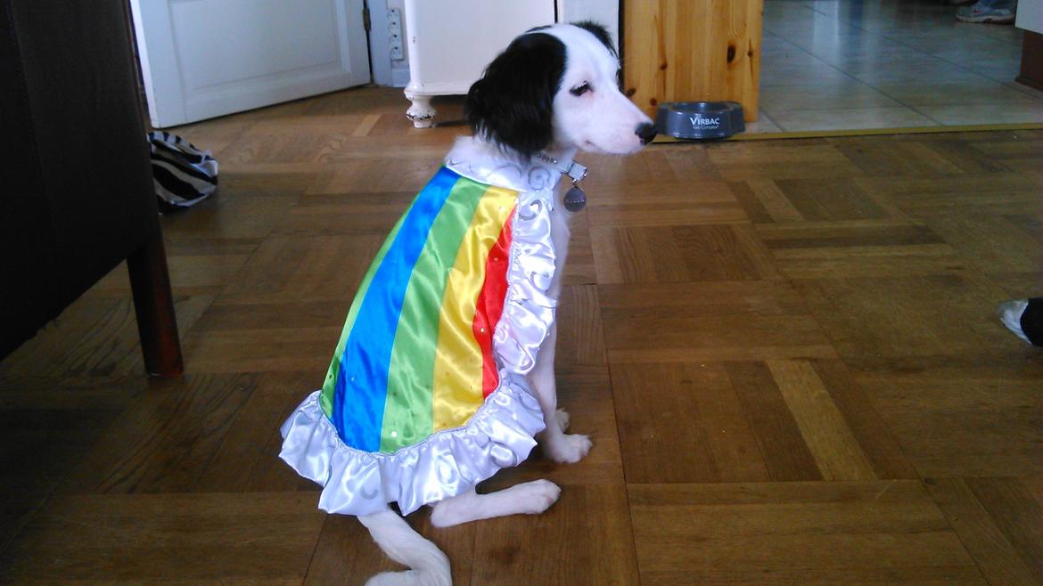 Blanding af racer Milla billede 2