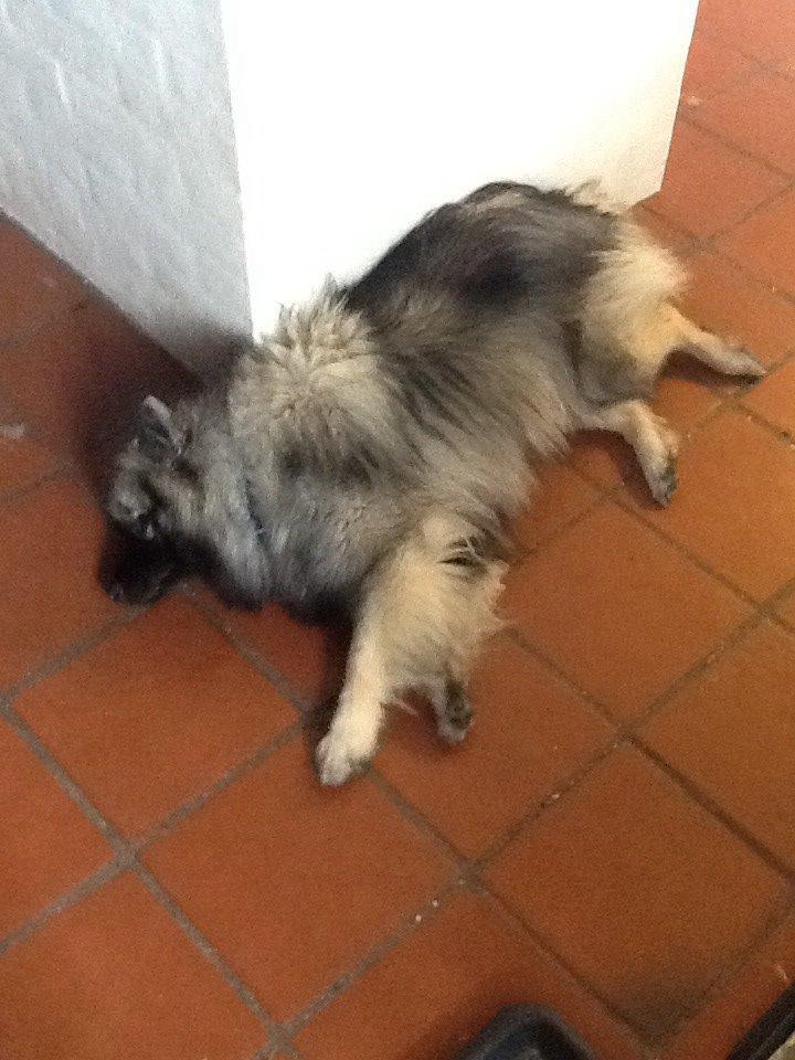 Keeshond Ofelia billede 6