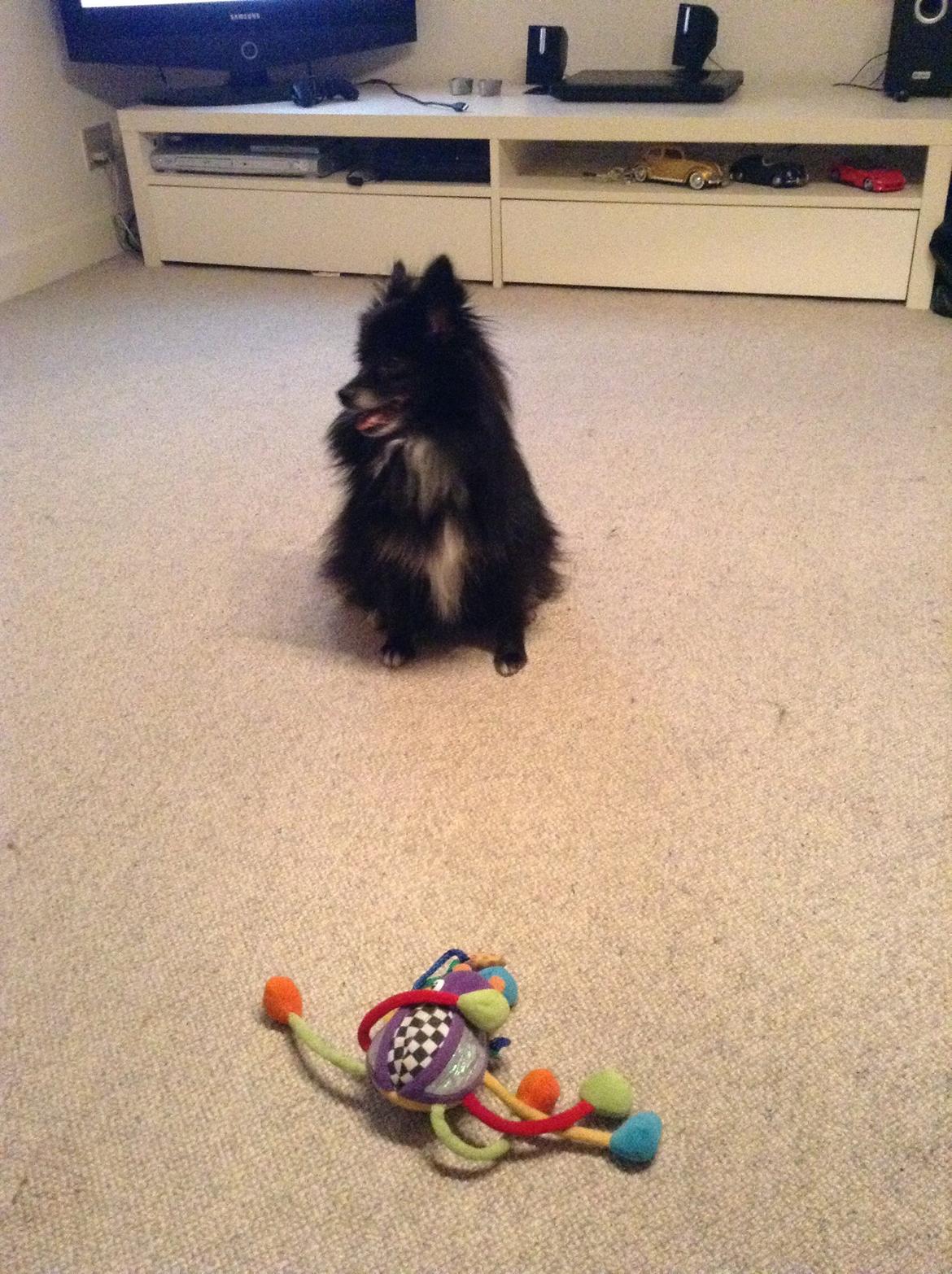 Pomeranian Xibalba (xiba) billede 11