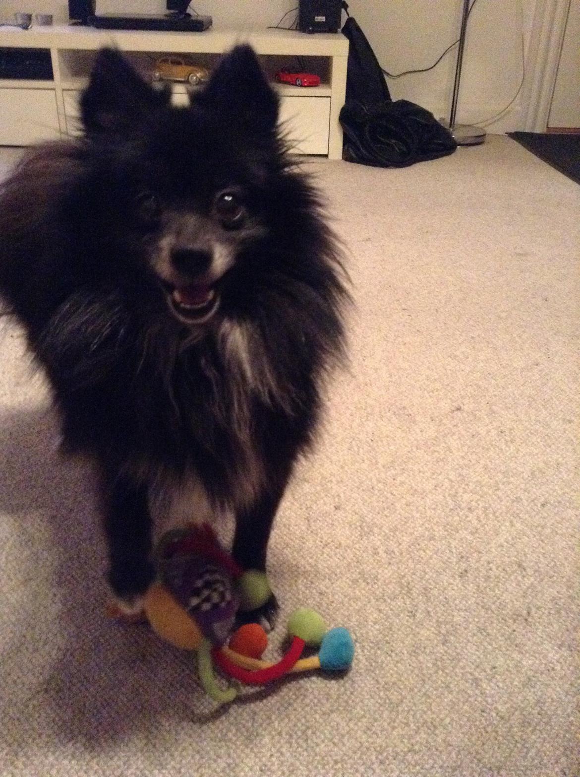 Pomeranian Xibalba (xiba) billede 12