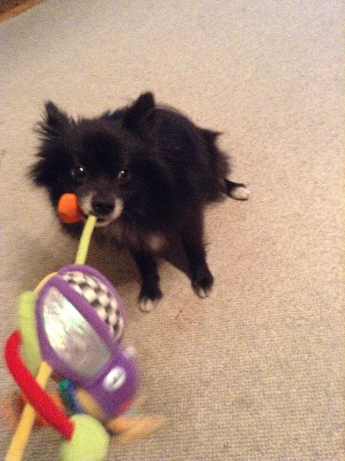 Pomeranian Xibalba (xiba) billede 13