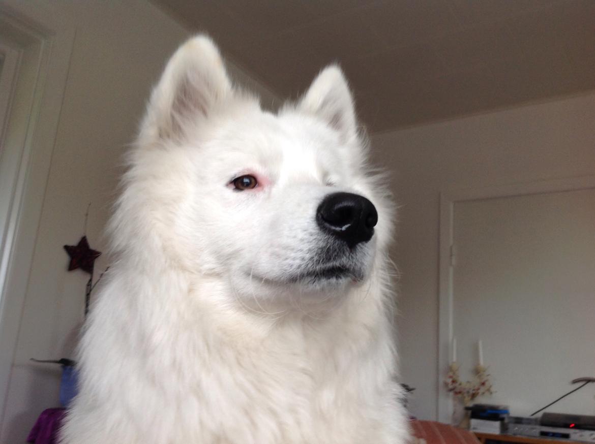 Samojedhund monik billede 22