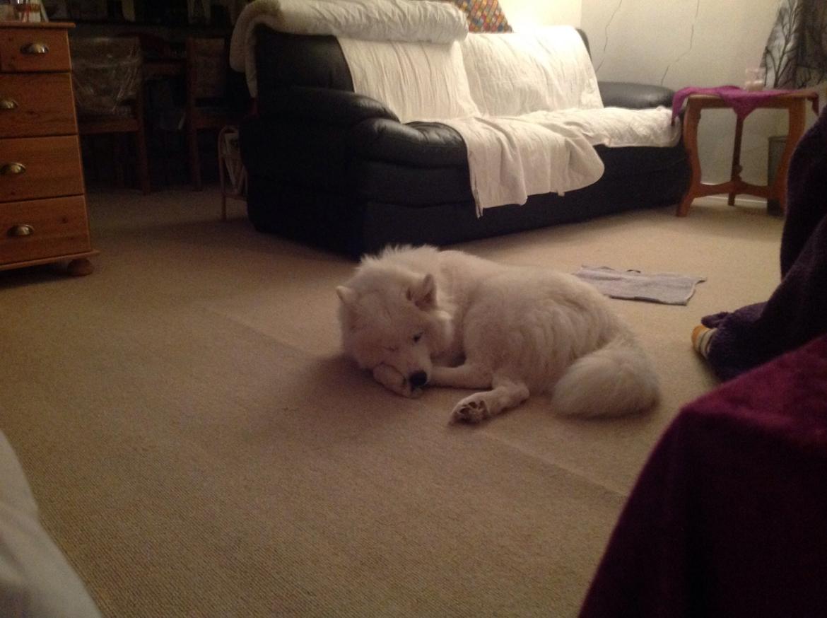 Samojedhund monik billede 23