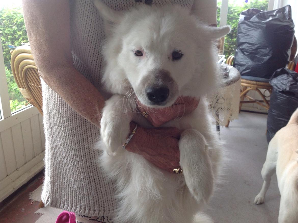 Samojedhund monik billede 24