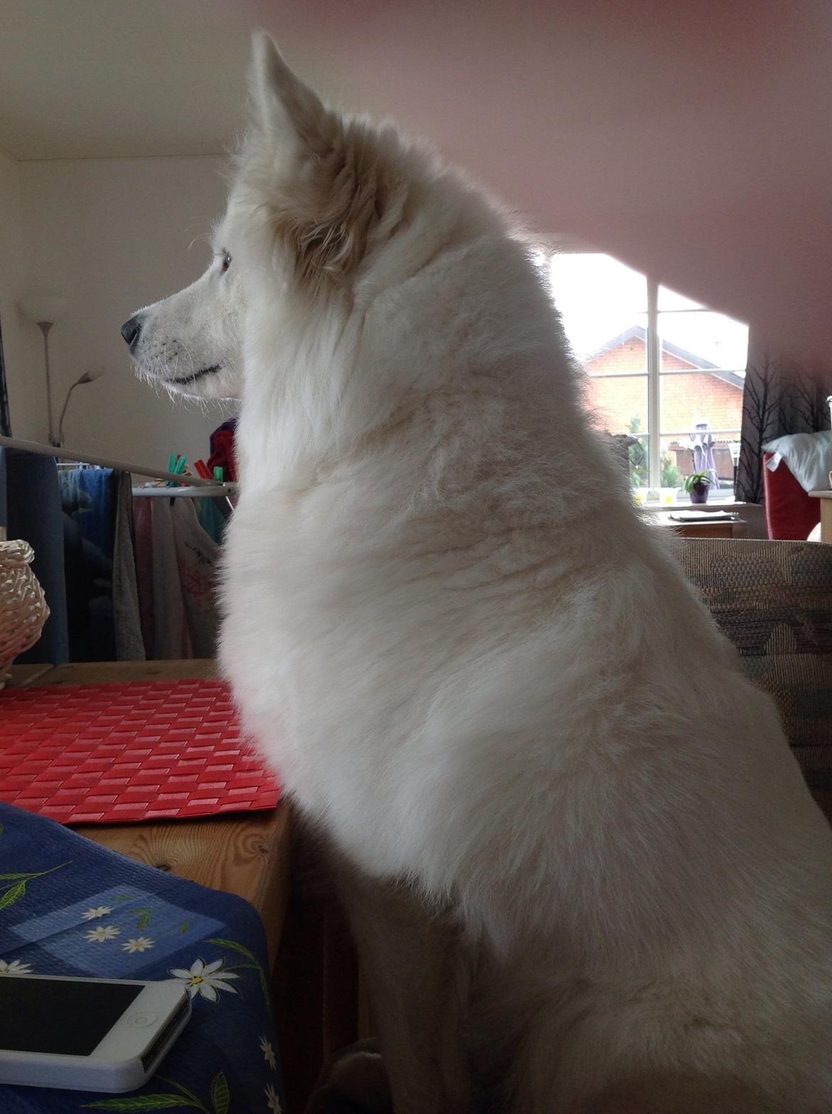 Samojedhund monik billede 25