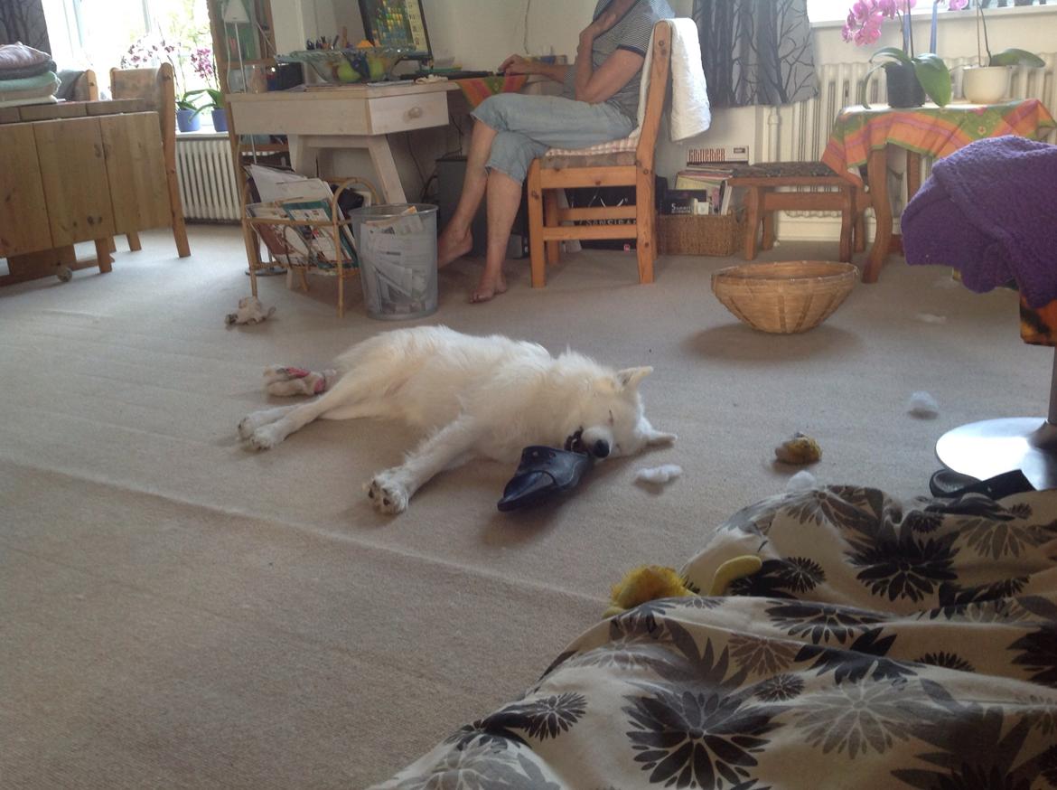 Samojedhund monik billede 26