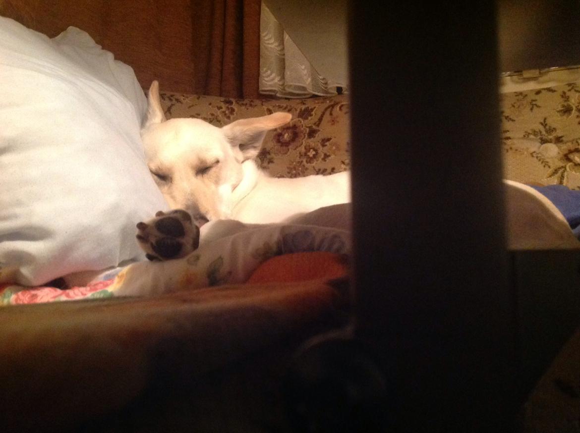 Blanding af racer jessi billede 15