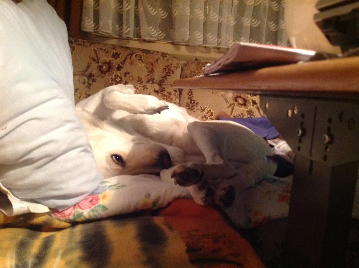 Blanding af racer jessi billede 16