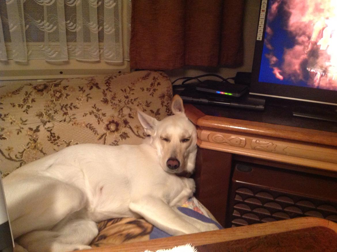 Blanding af racer jessi billede 17