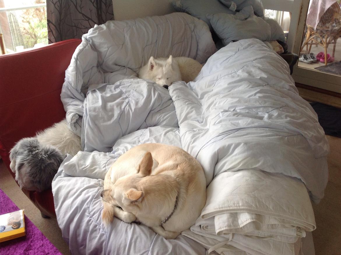 Blanding af racer jessi billede 18