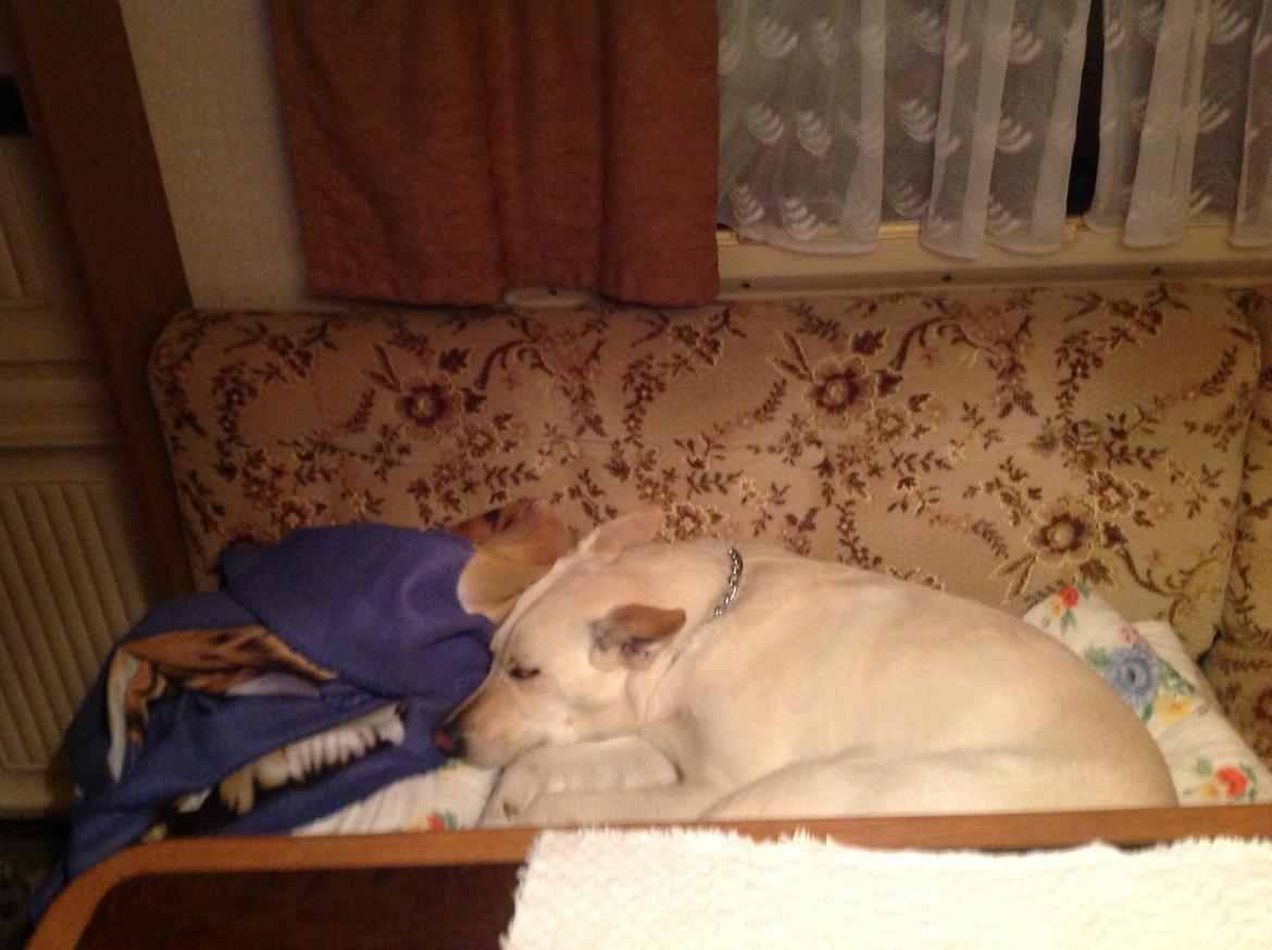 Blanding af racer jessi billede 20