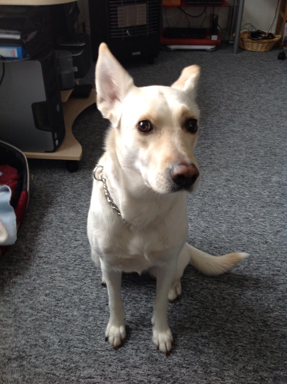 Blanding af racer jessi billede 21