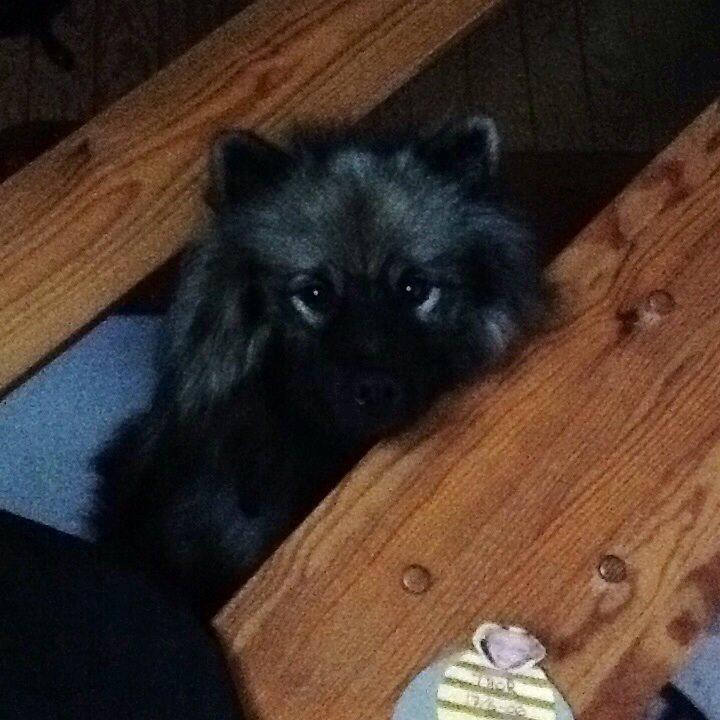 Keeshond Ofelia billede 7