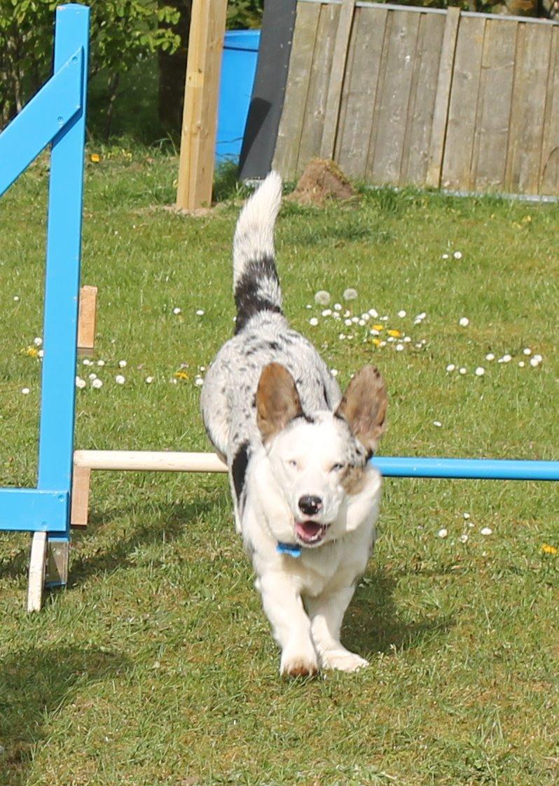 Welsh corgi cardigan Balder billede 1