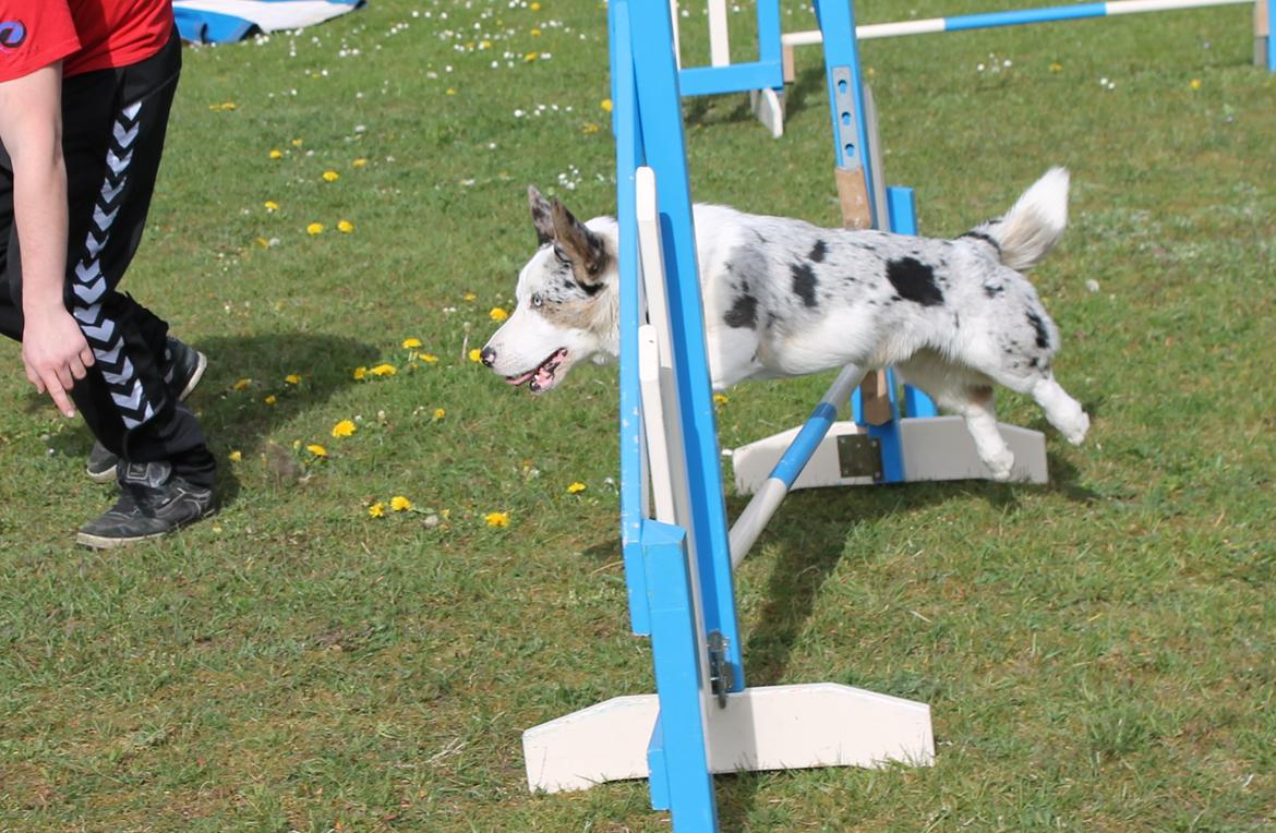 Welsh corgi cardigan Balder billede 22