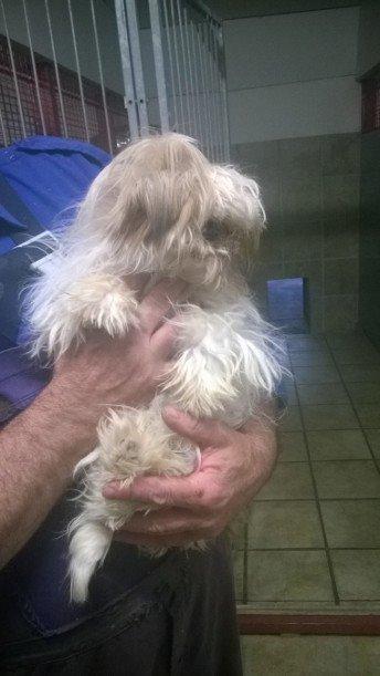 Shih tzu Alma - Alma 1/6-14 dagen før vi købte hende billede 1