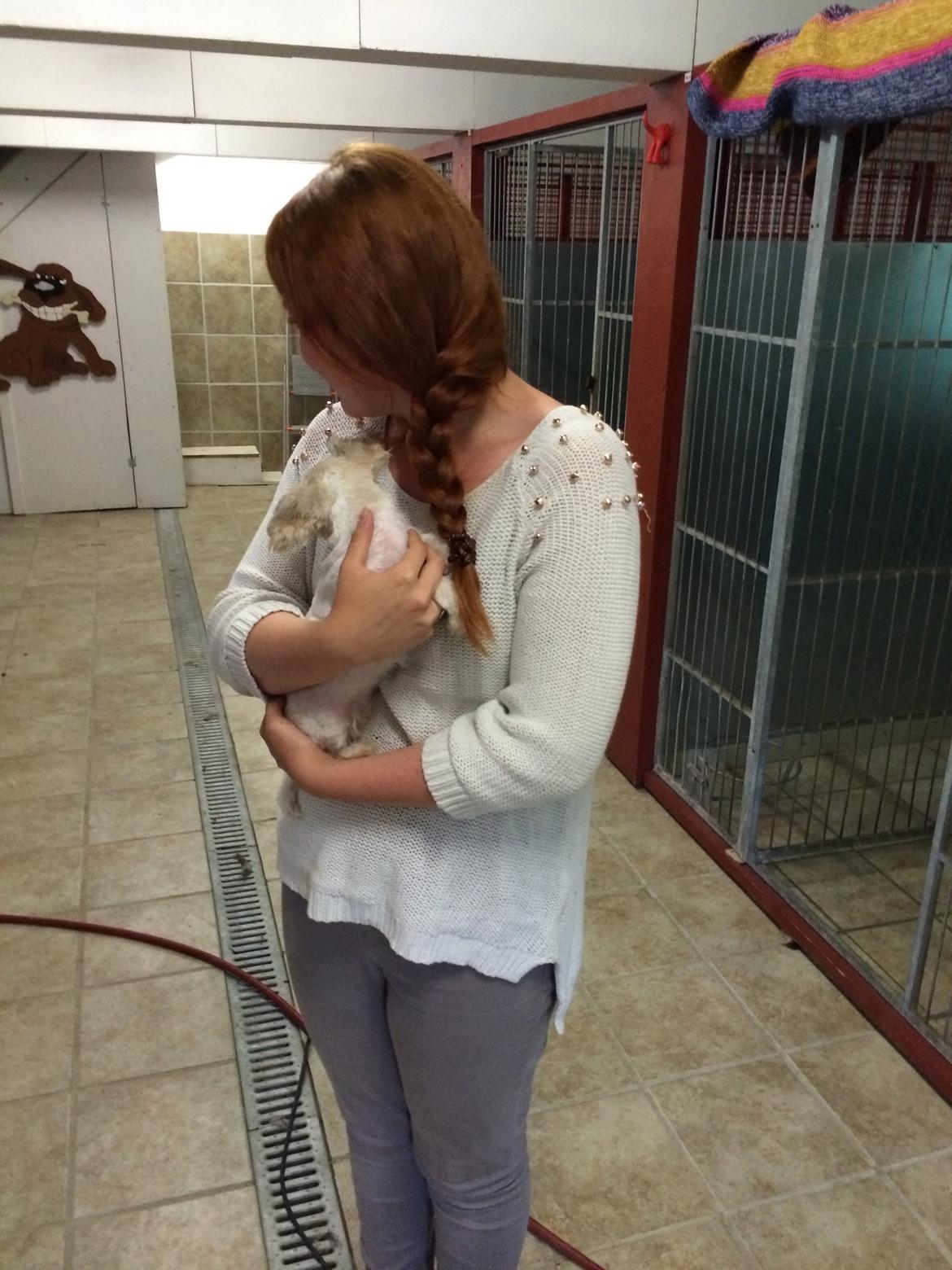 Shih tzu Alma - Vi henter Alma hjem 2/6-14 billede 2